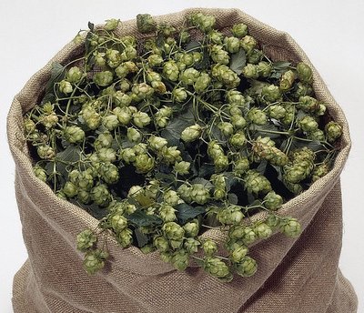 Hopfen.jpg