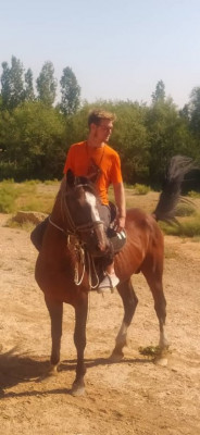 Pferd ist sichtlich erleichtert einen wahren Reiter auf sich zu wissen